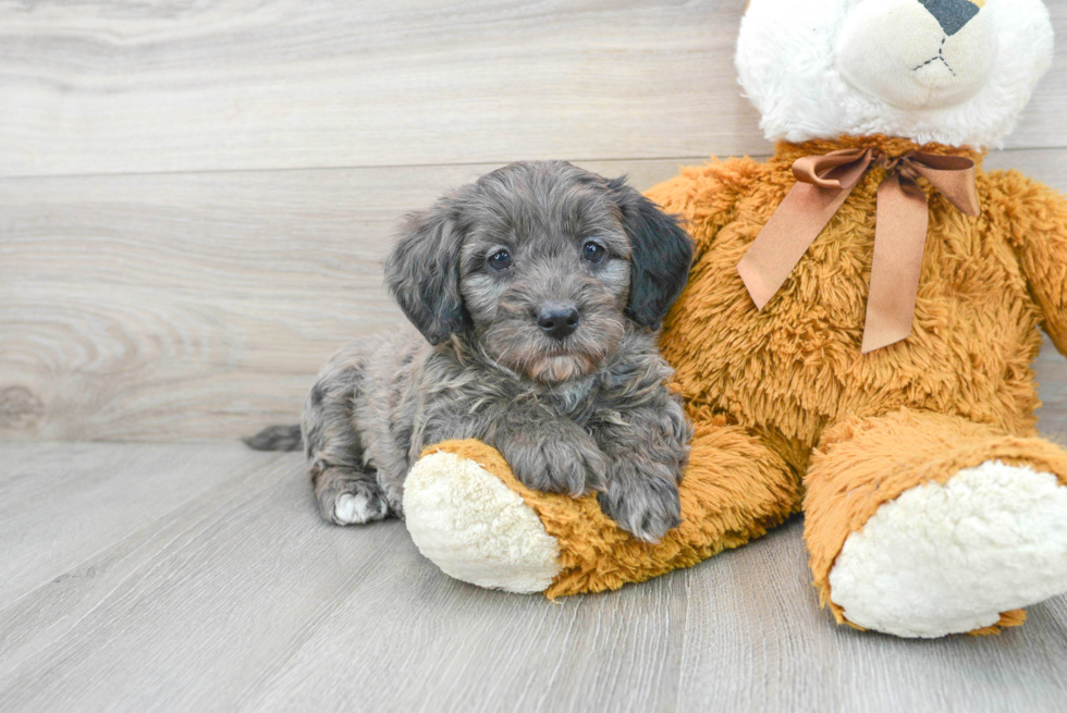 Smart Mini Bernedoodle Poodle Mix Pup