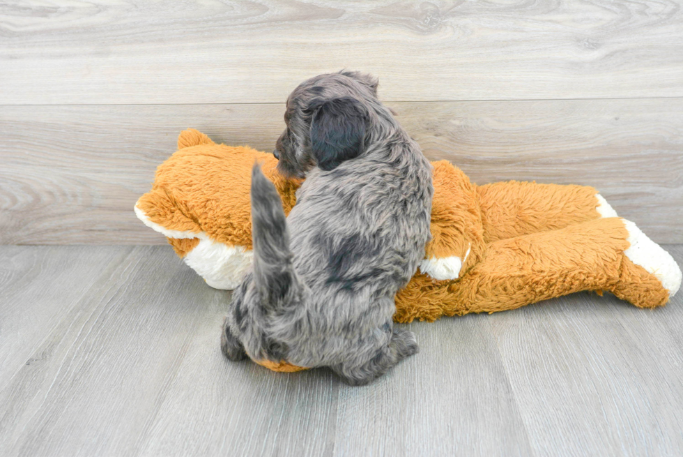 Mini Bernedoodle Pup Being Cute