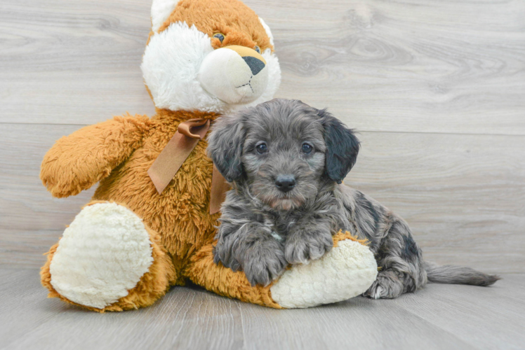 Sweet Mini Bernedoodle Baby