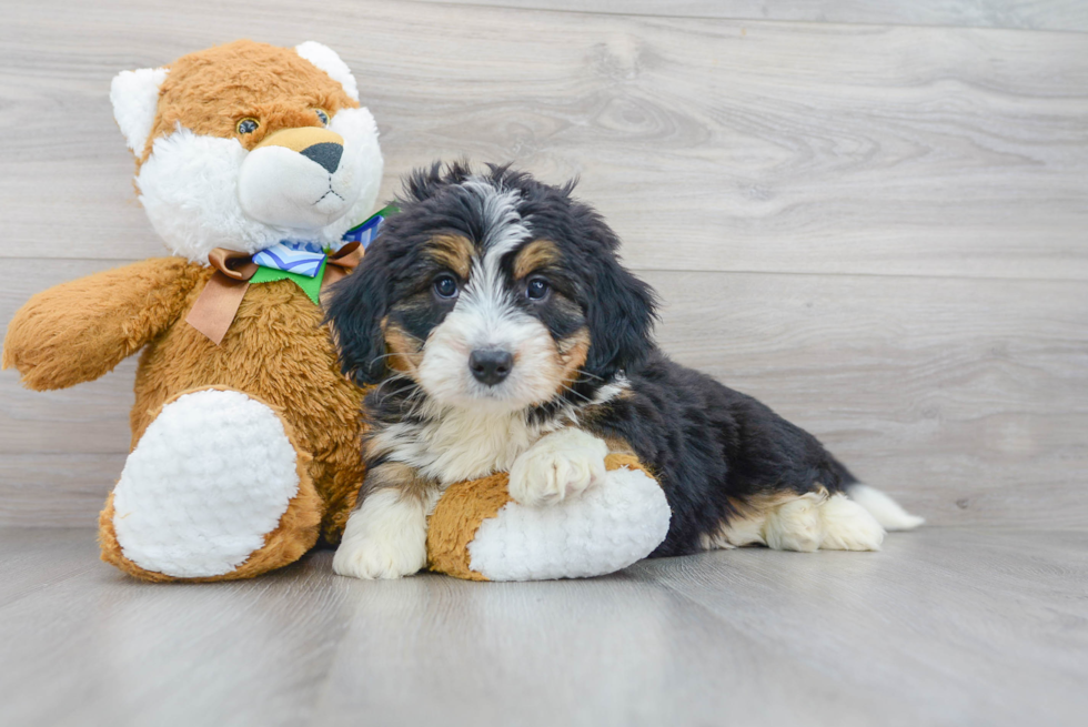 Small Mini Bernedoodle Baby