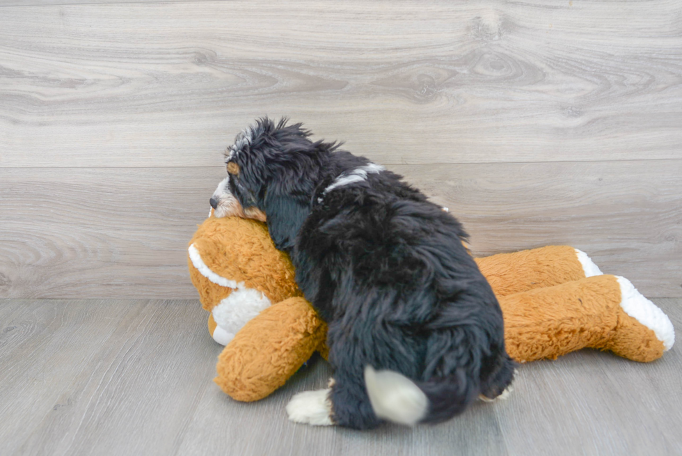 Mini Bernedoodle Pup Being Cute