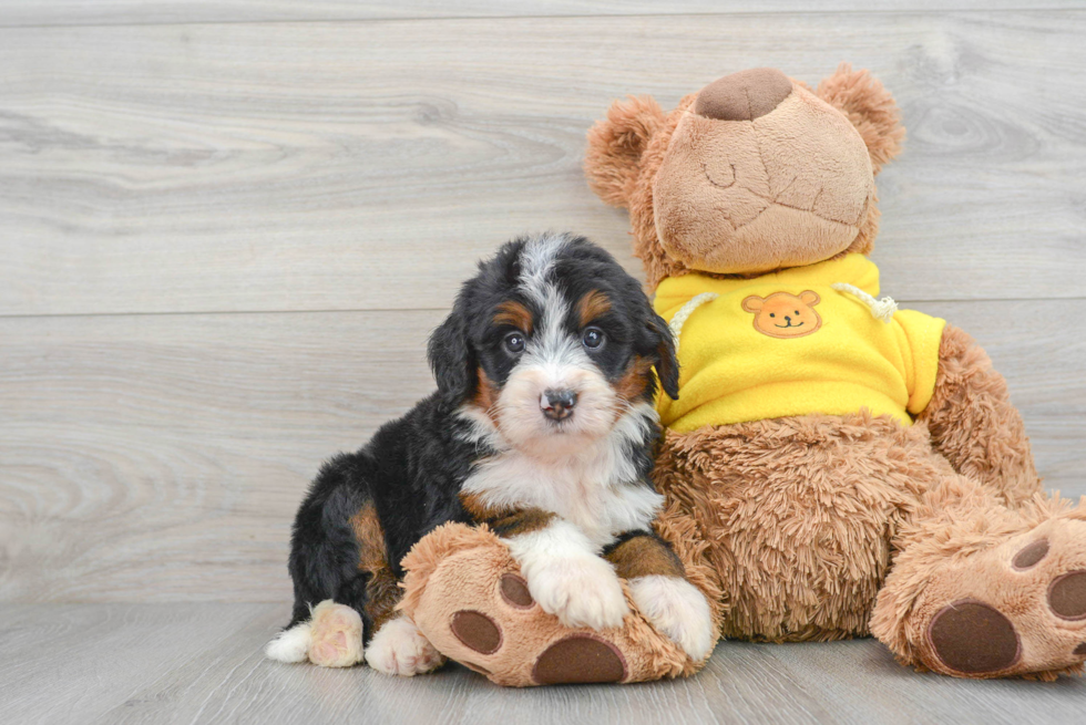 Sweet Mini Bernedoodle Baby