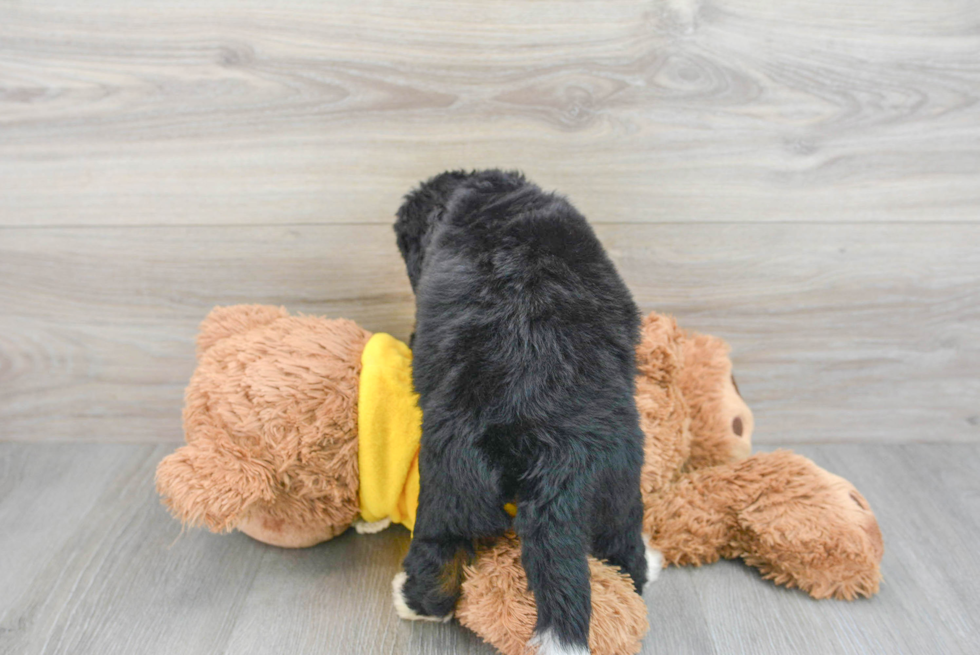 Playful Mini Berniedoodle Poodle Mix Puppy