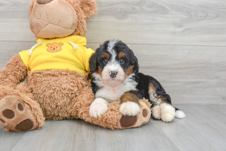 Best Mini Bernedoodle Baby