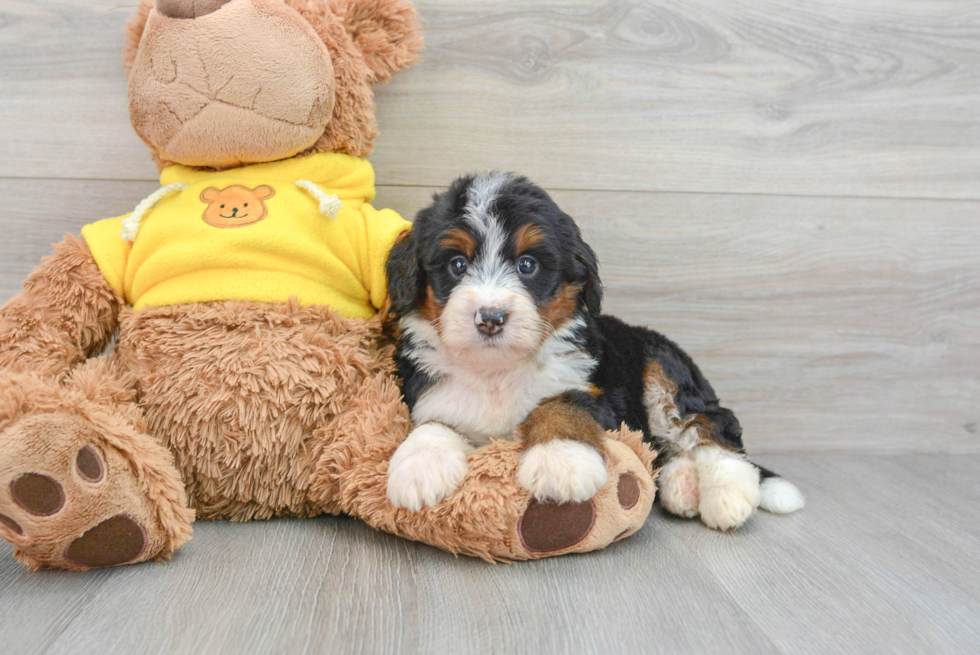 Best Mini Bernedoodle Baby