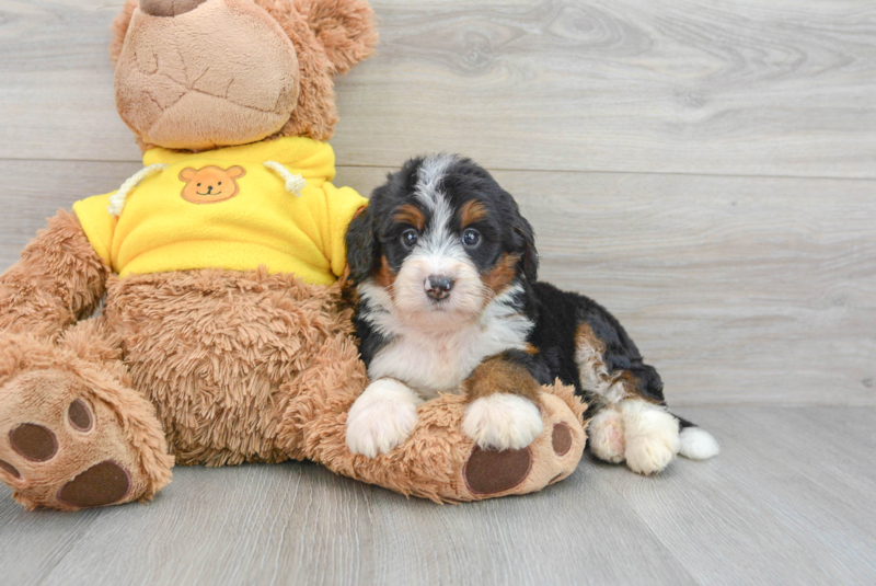 Meet Della - our Mini Bernedoodle Puppy Photo 3/3 - Premier Pups