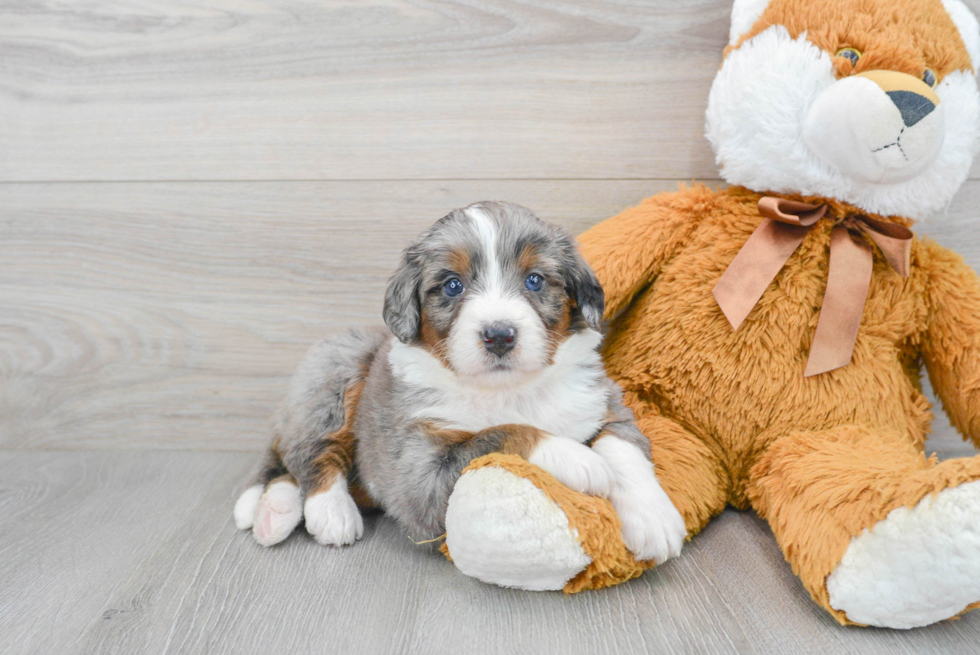 Best Mini Bernedoodle Baby