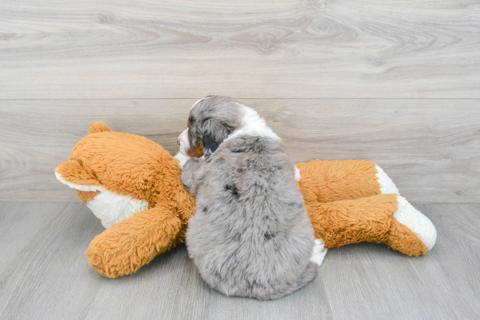 Best Mini Bernedoodle Baby