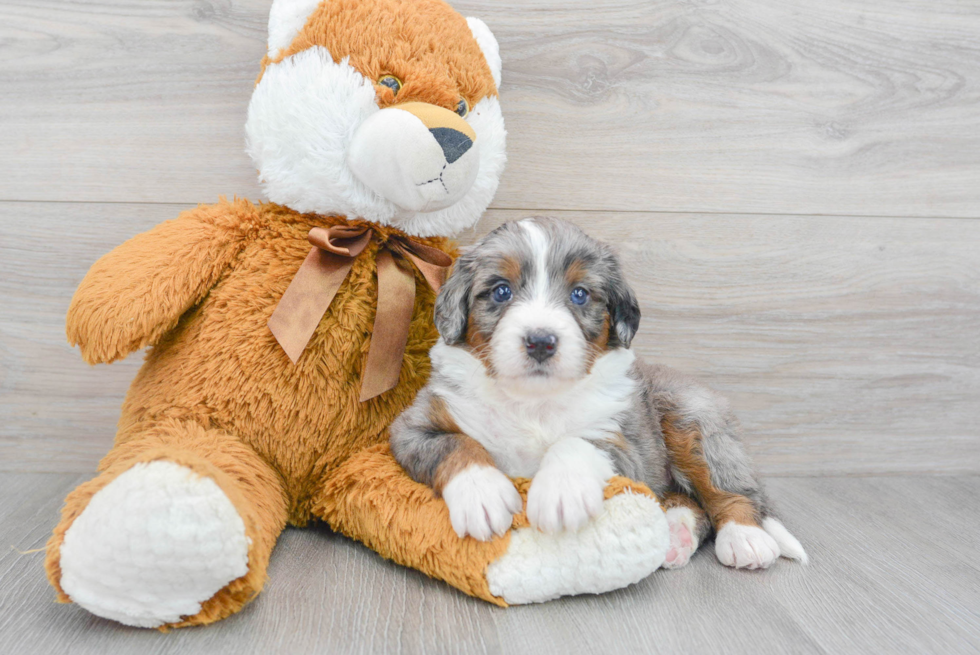 Petite Mini Bernedoodle Poodle Mix Pup