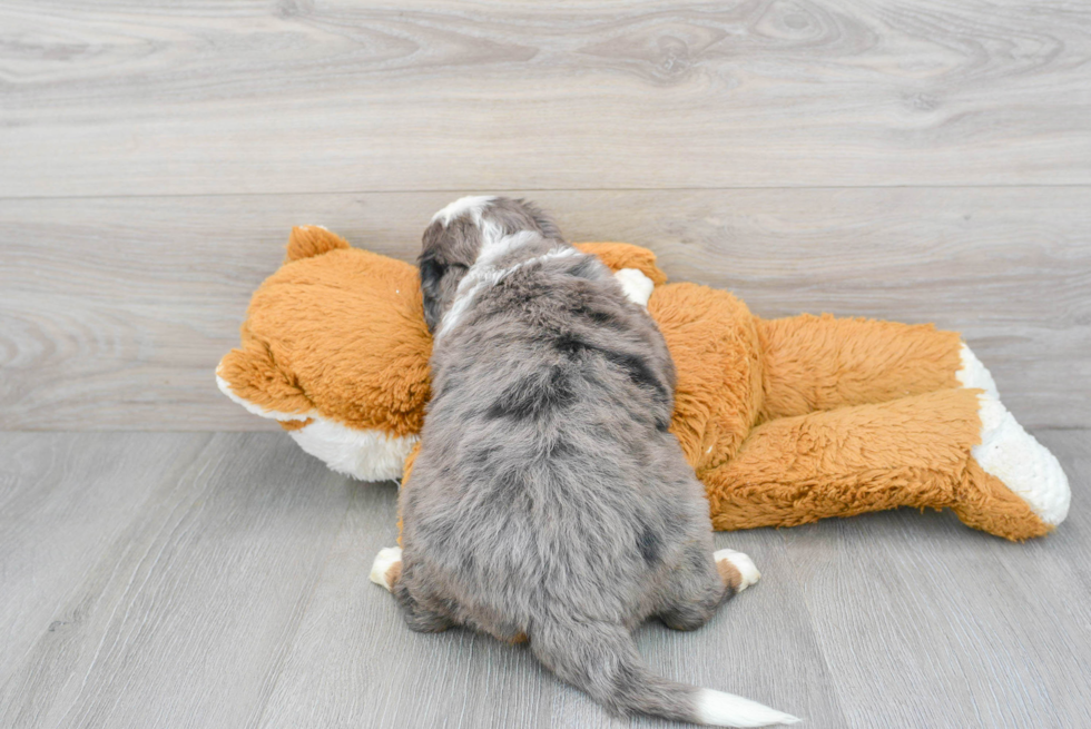 Fluffy Mini Bernedoodle Poodle Mix Pup