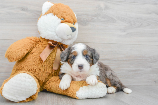 Mini Bernedoodle Pup Being Cute