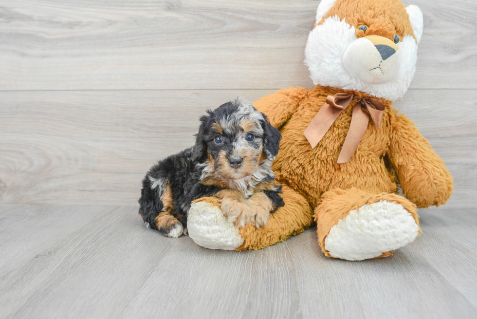 Mini Bernedoodle Puppy for Adoption