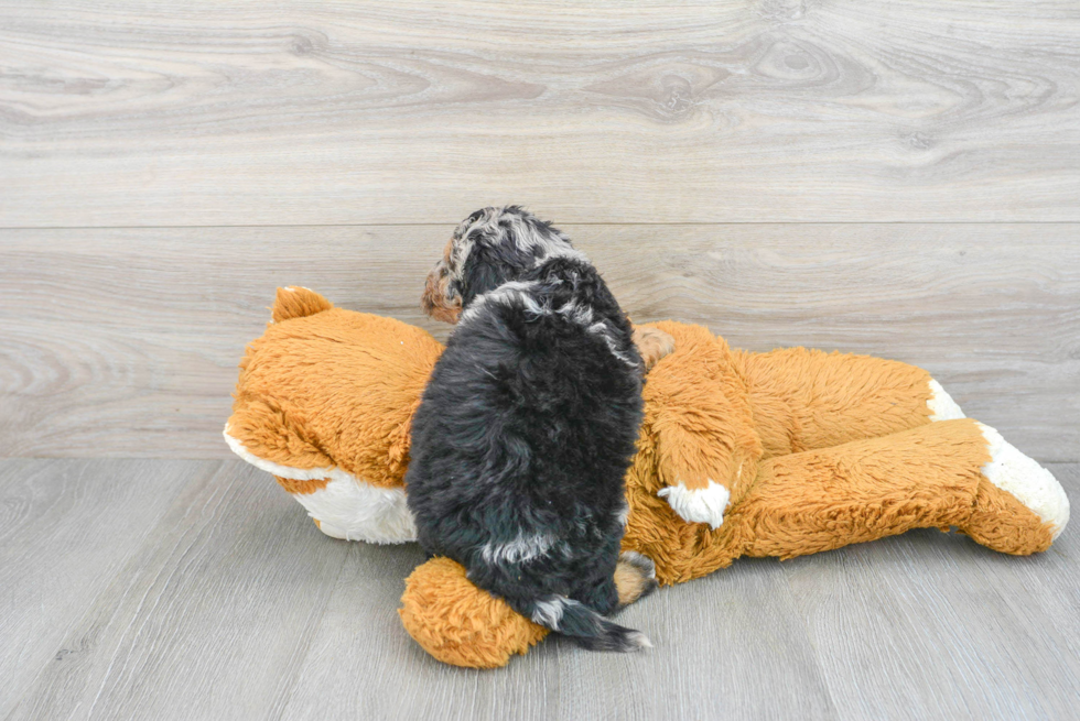 Petite Mini Bernedoodle Poodle Mix Pup