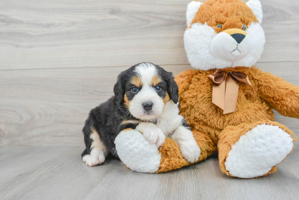 Mini Bernedoodle Puppy for Adoption