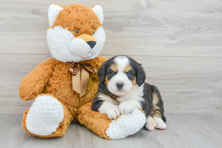 Mini Bernedoodle Puppy for Adoption