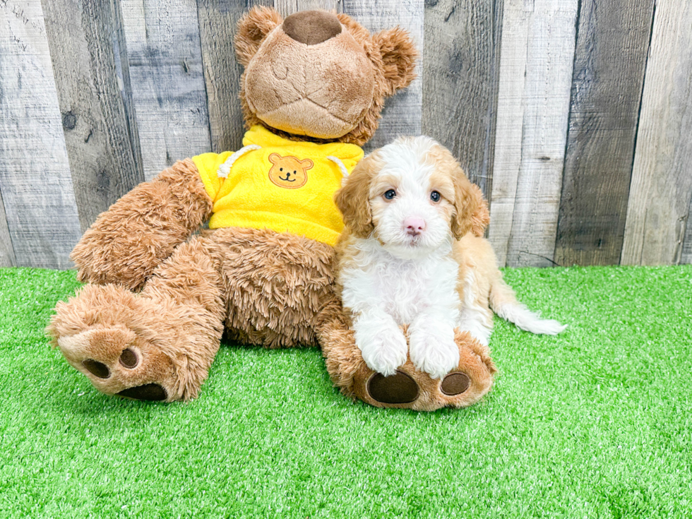 Best Mini Bernedoodle Baby