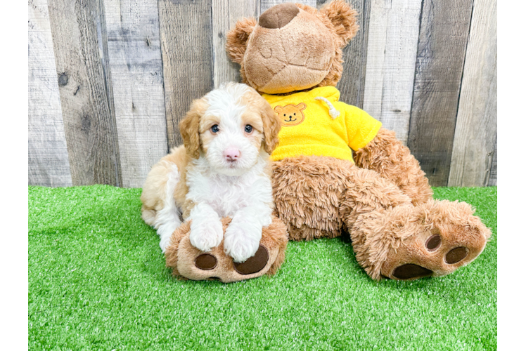 Happy Mini Bernedoodle Baby