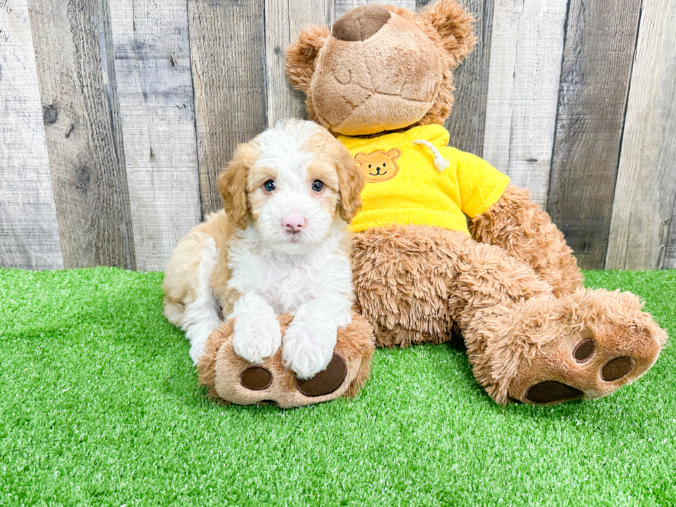 Happy Mini Bernedoodle Baby