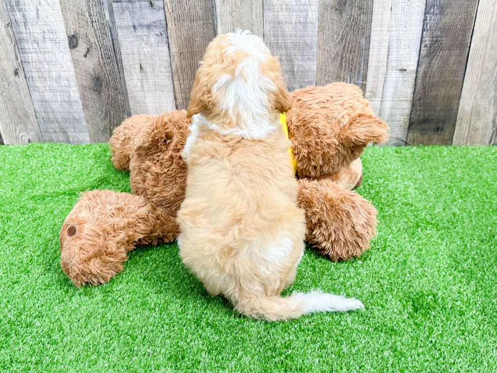 Sweet Mini Bernedoodle Baby