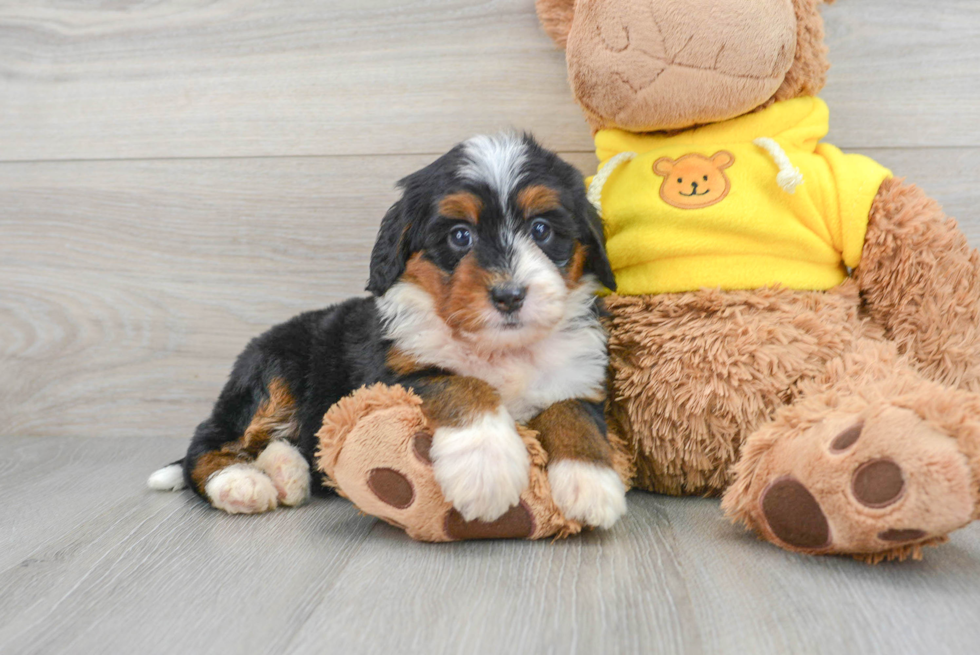 Happy Mini Bernedoodle Baby