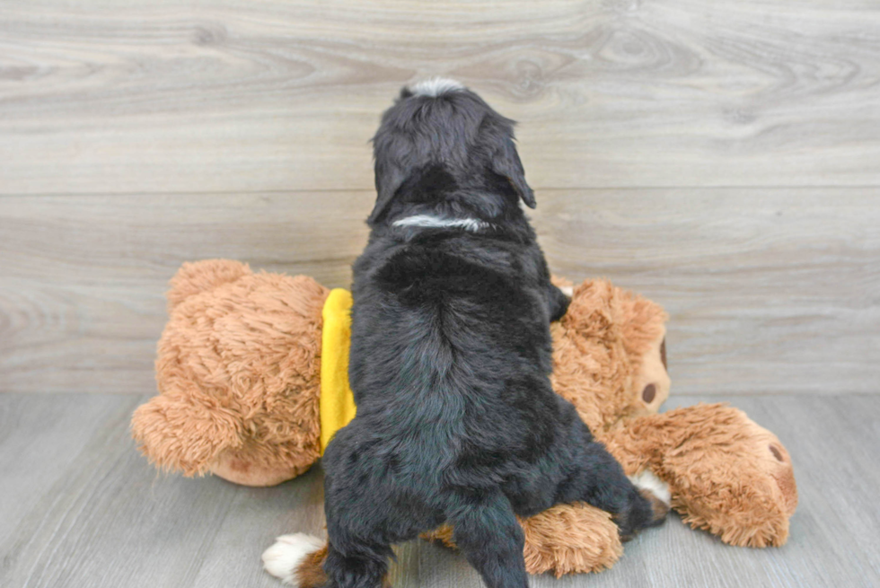 Mini Bernedoodle Pup Being Cute
