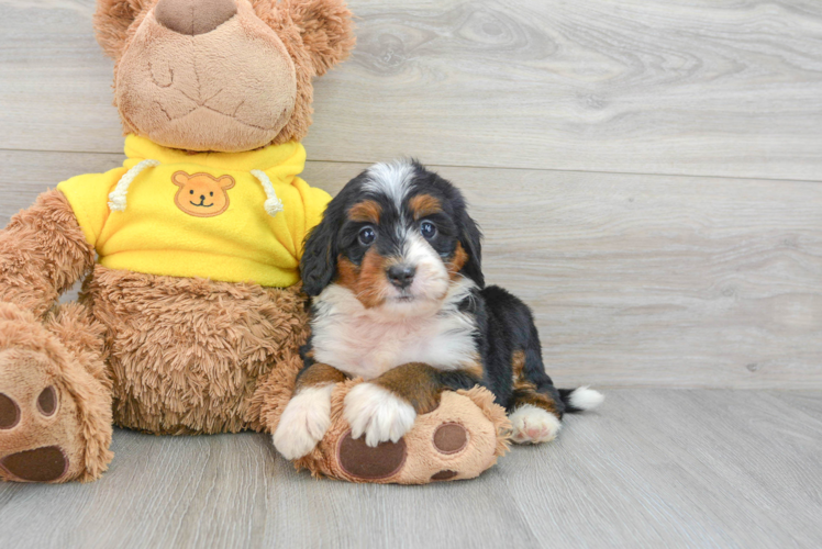 Funny Mini Bernedoodle Poodle Mix Pup