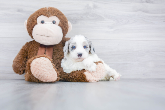 Smart Mini Bernedoodle Poodle Mix Pup