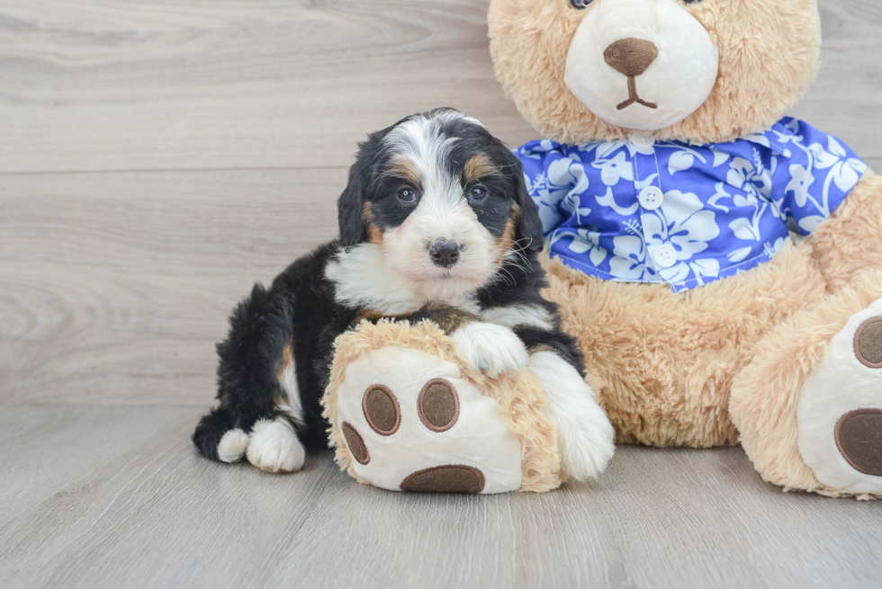 Smart Mini Bernedoodle Poodle Mix Pup