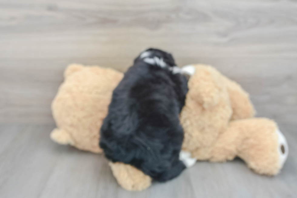 Mini Bernedoodle Pup Being Cute