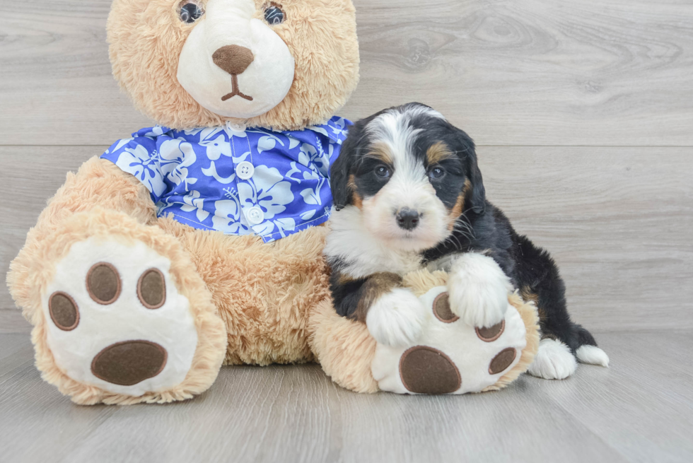 Mini Bernedoodle Pup Being Cute