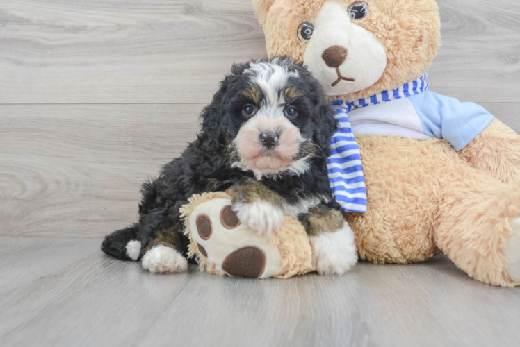 Fluffy Mini Bernedoodle Poodle Mix Pup