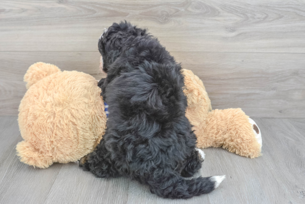 Petite Mini Bernedoodle Poodle Mix Pup