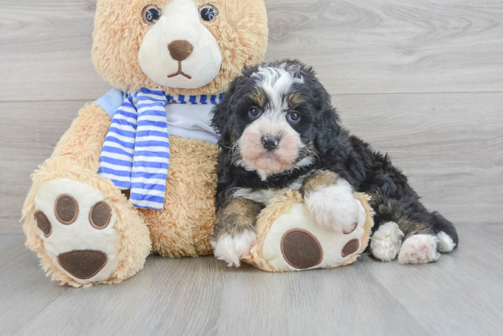 Best Mini Bernedoodle Baby