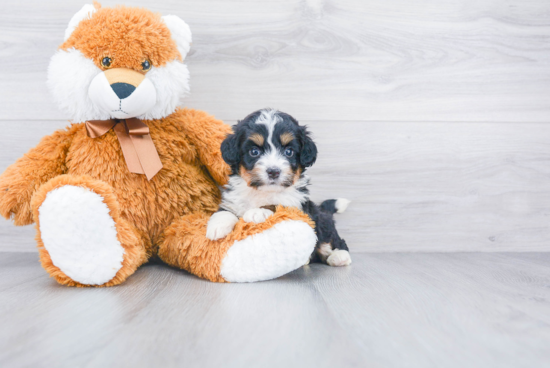 Mini Bernedoodle Puppy for Adoption