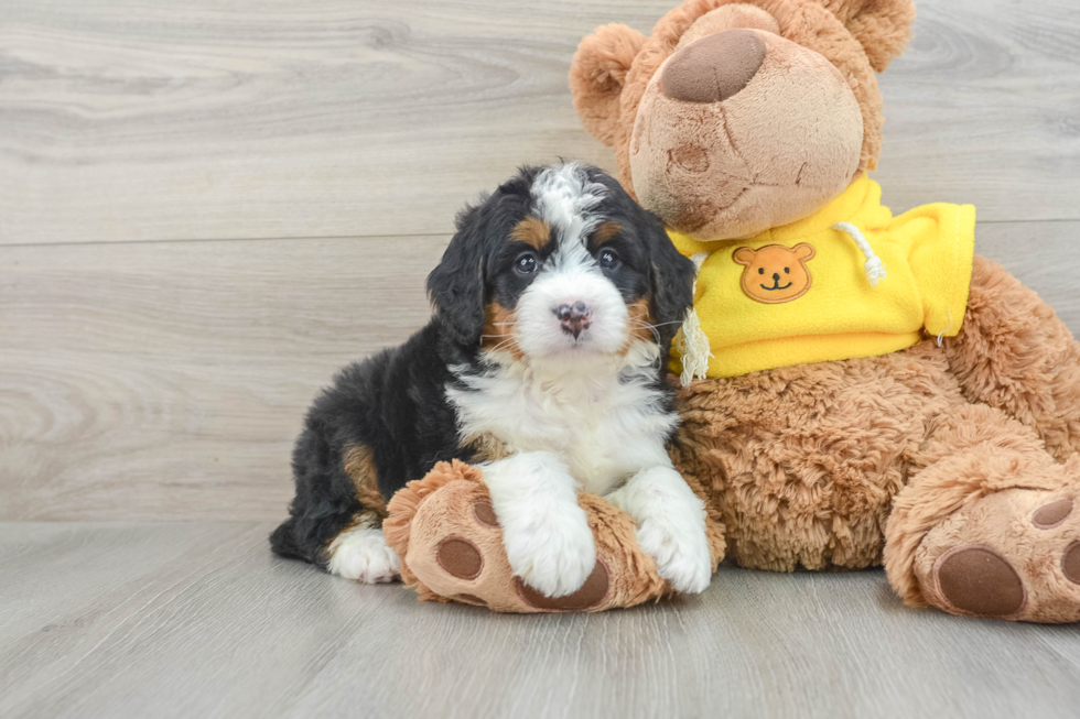 Energetic Bernadoodle Poodle Mix Puppy