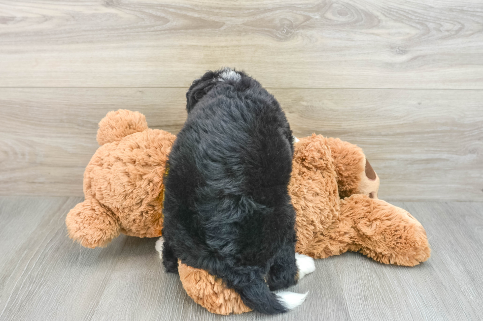 Funny Mini Bernedoodle Poodle Mix Pup