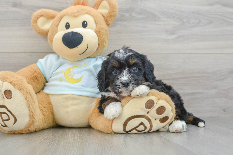 6 week old Mini Bernedoodle Puppy For Sale - Premier Pups