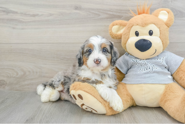 Mini Bernedoodle Pup Being Cute