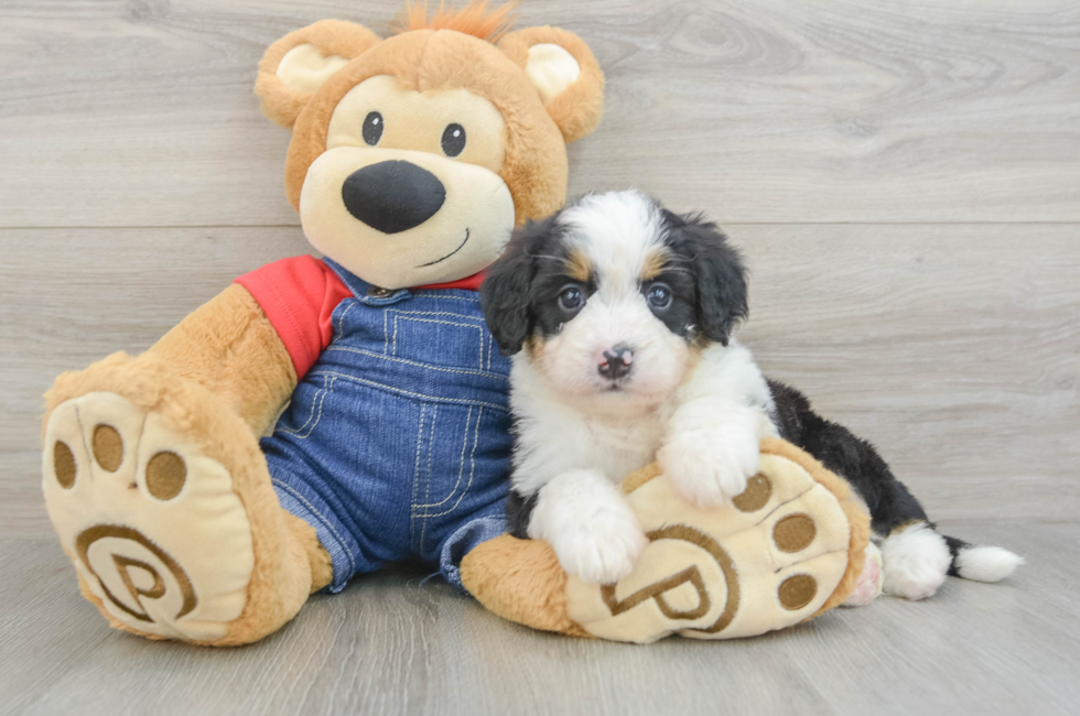 5 week old Mini Bernedoodle Puppy For Sale - Premier Pups