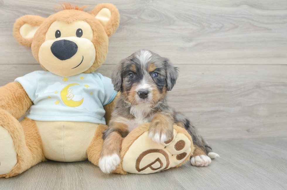 5 week old Mini Bernedoodle Puppy For Sale - Premier Pups