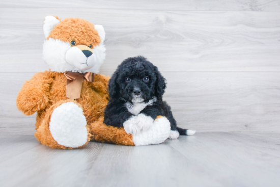 Mini Bernedoodle Puppy for Adoption