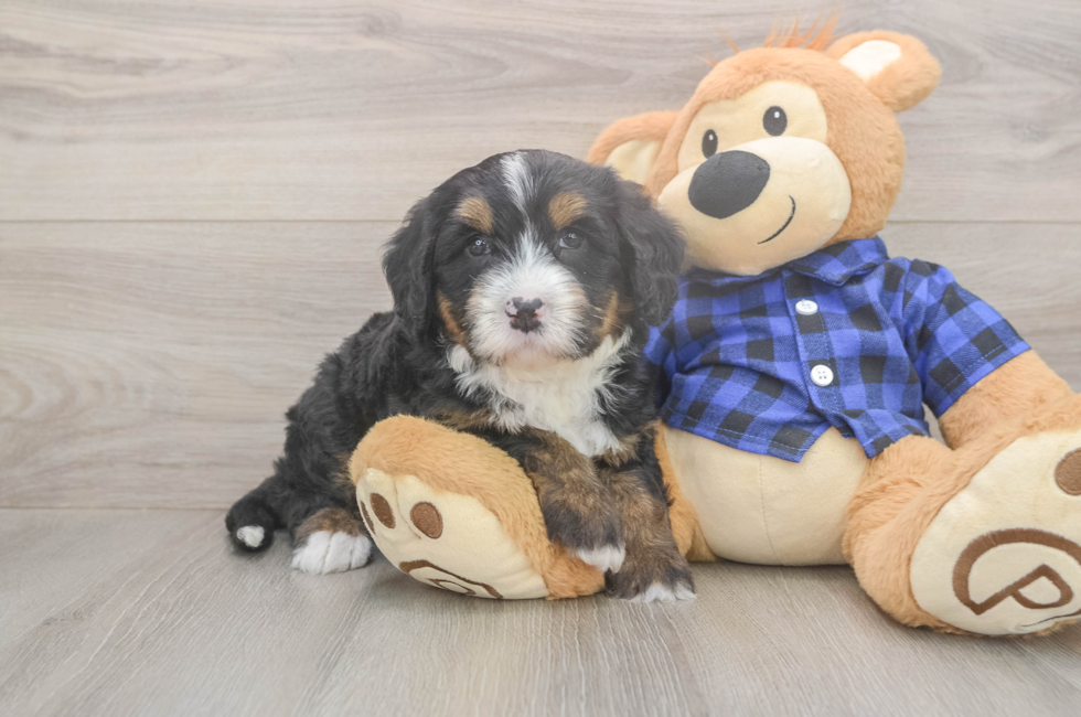 5 week old Mini Bernedoodle Puppy For Sale - Premier Pups