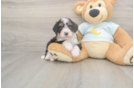 Best Mini Bernedoodle Baby