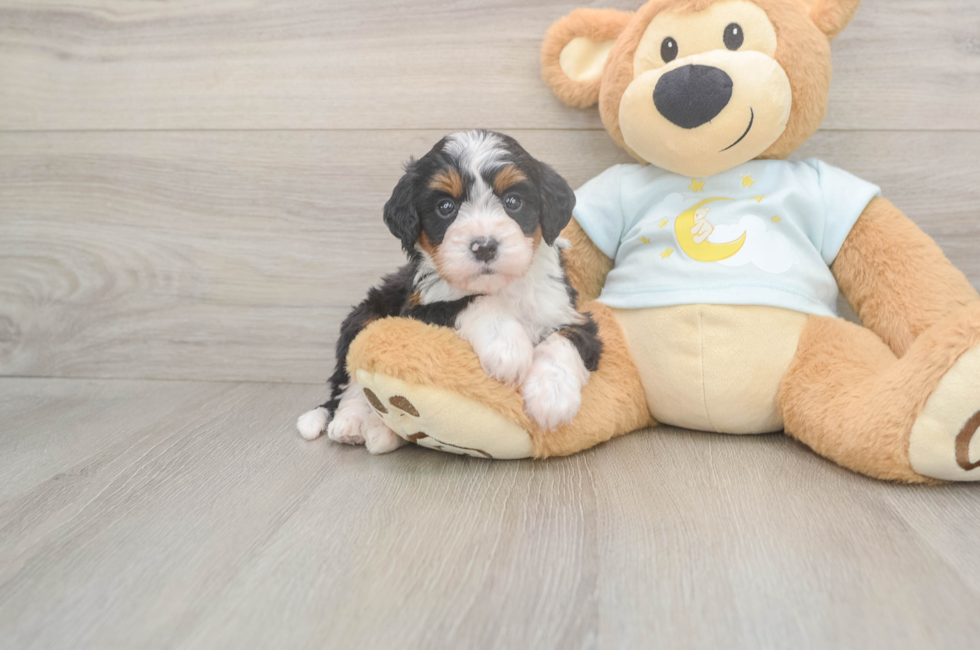 5 week old Mini Bernedoodle Puppy For Sale - Premier Pups