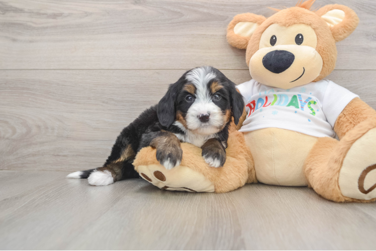 Mini Bernedoodle Puppy for Adoption