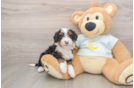 Mini Bernedoodle Puppy for Adoption