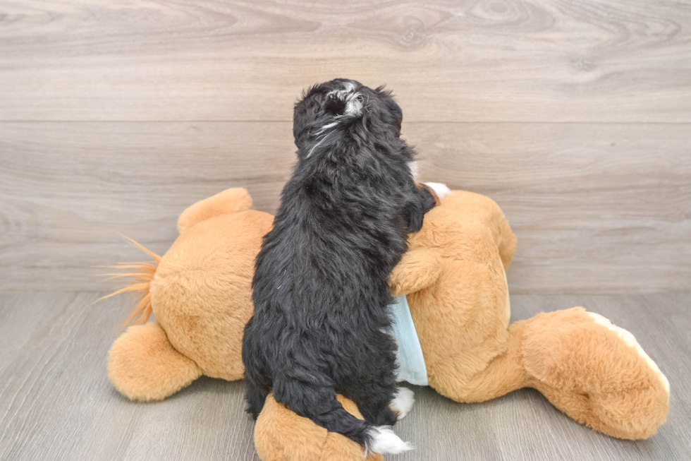 Small Mini Bernedoodle Baby
