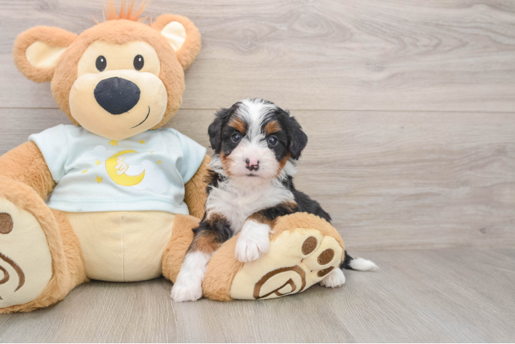 Sweet Mini Bernedoodle Baby