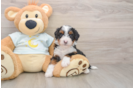 Sweet Mini Bernedoodle Baby