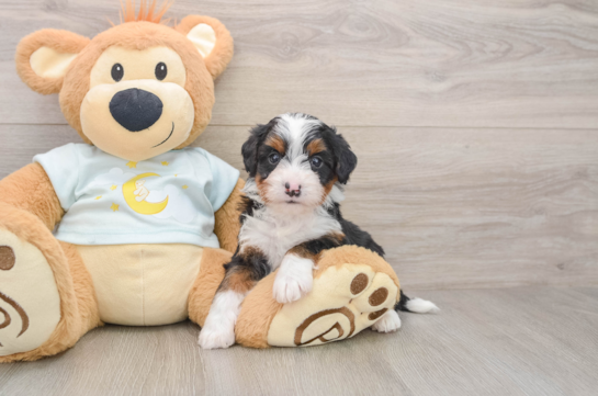 Sweet Mini Bernedoodle Baby